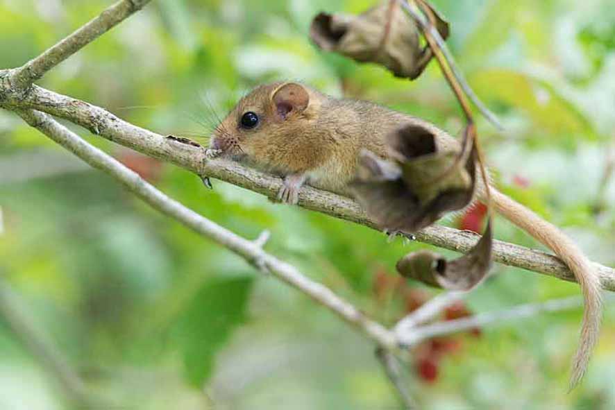 Haselmaus, c:apodemus