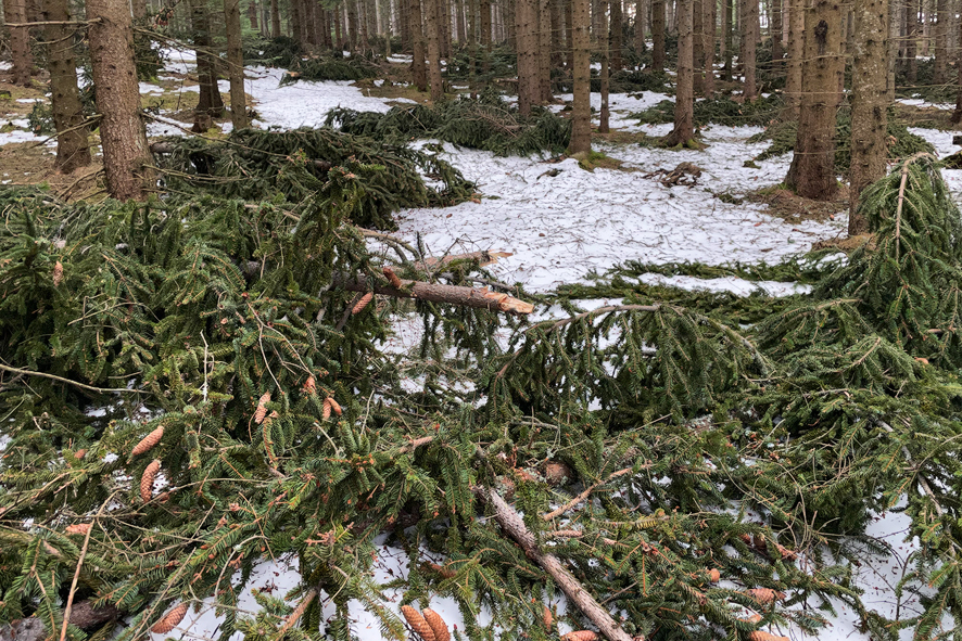 Wipfelbruch durch Schnee