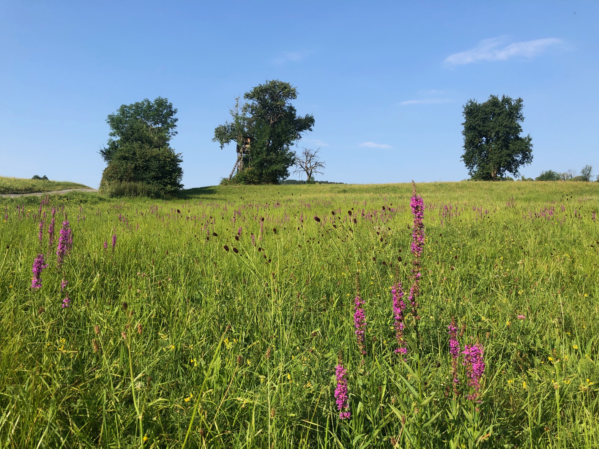 Großer Wiesenknopf und Heilzist sind zurückgekehrt © Raimund Brandstätter