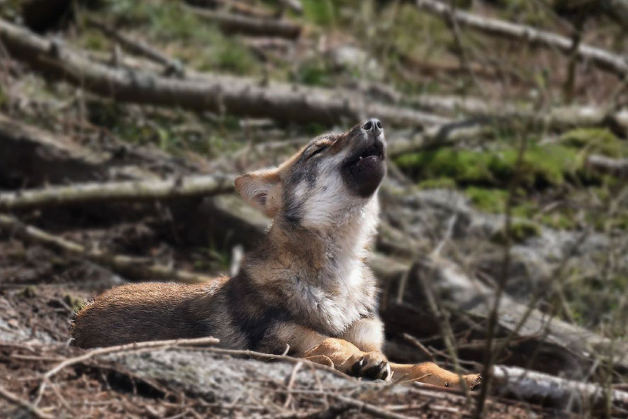 Der Wolf gerät ins Visier